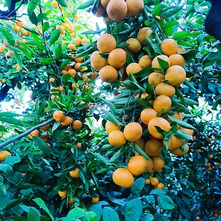 Viola Apartmán Metković