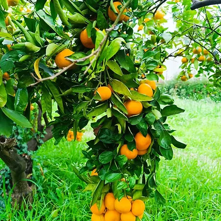 Viola Apartmán Metković